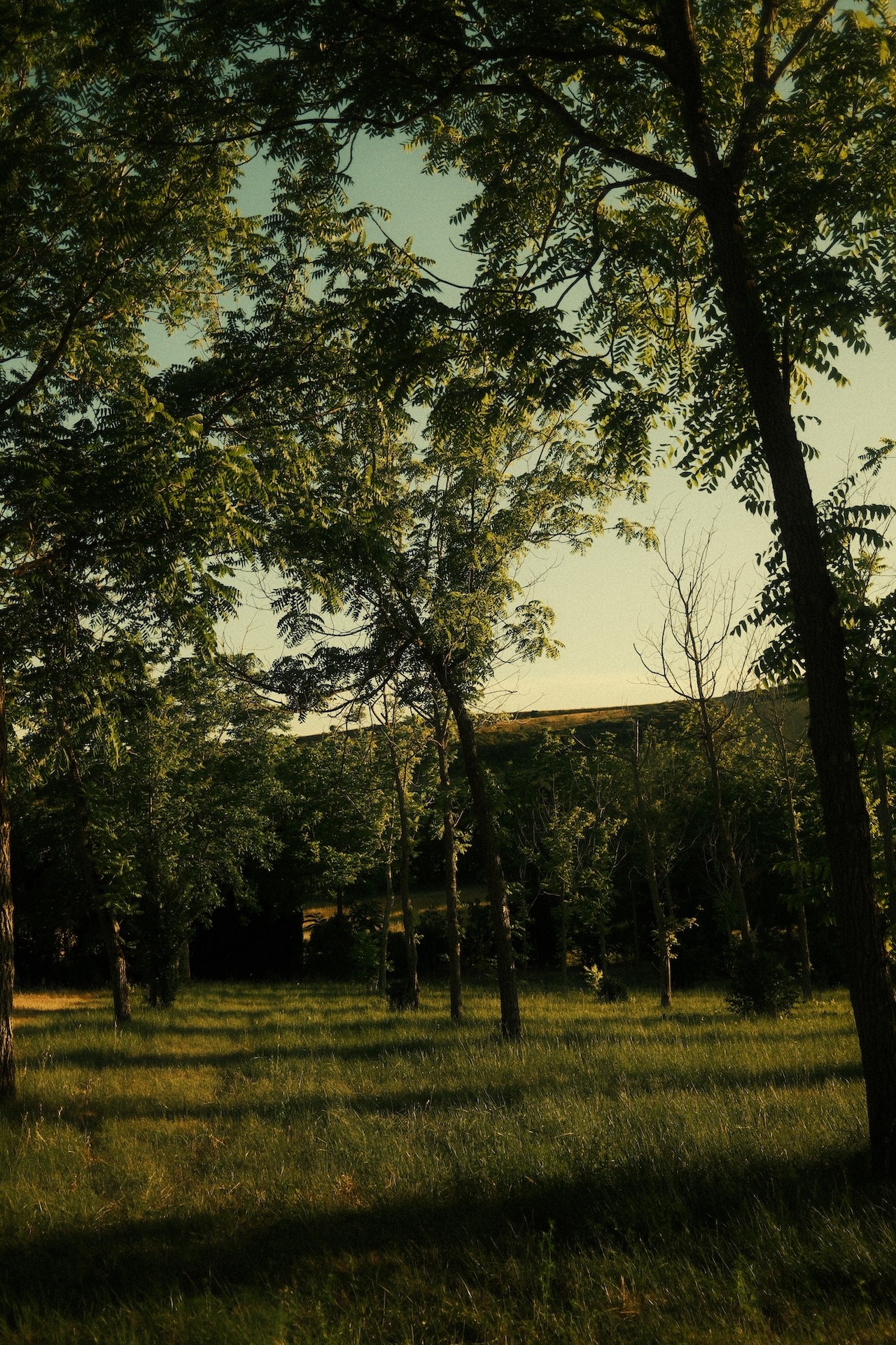 View through the trees onto the Occitanie countryside