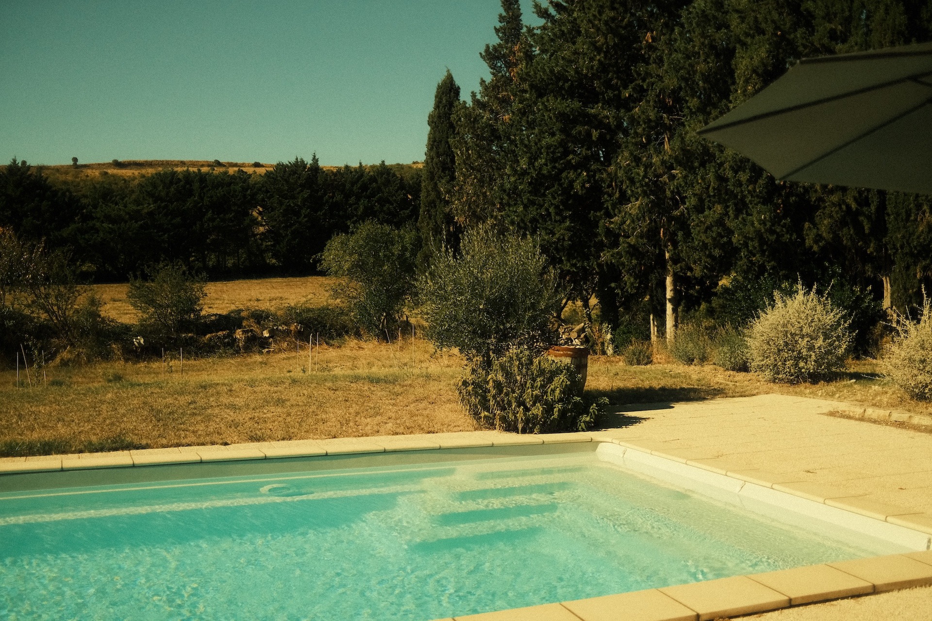 The estate swimming pool surrounded by greenery